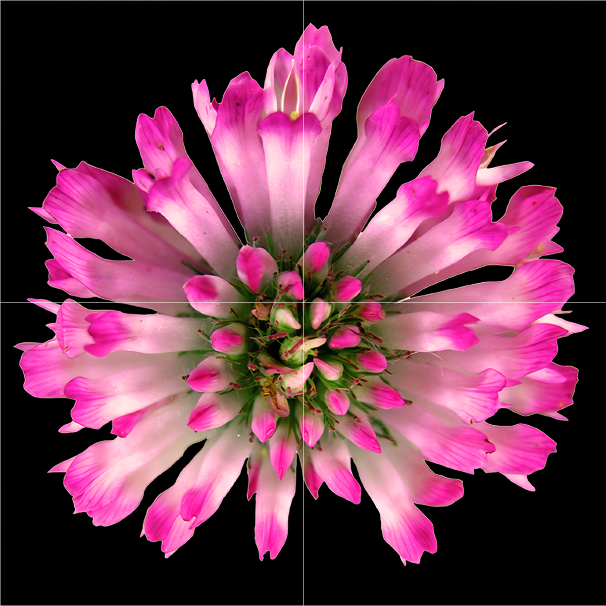 Low Poly Clover Flowers with Leaves Pink White, view 9