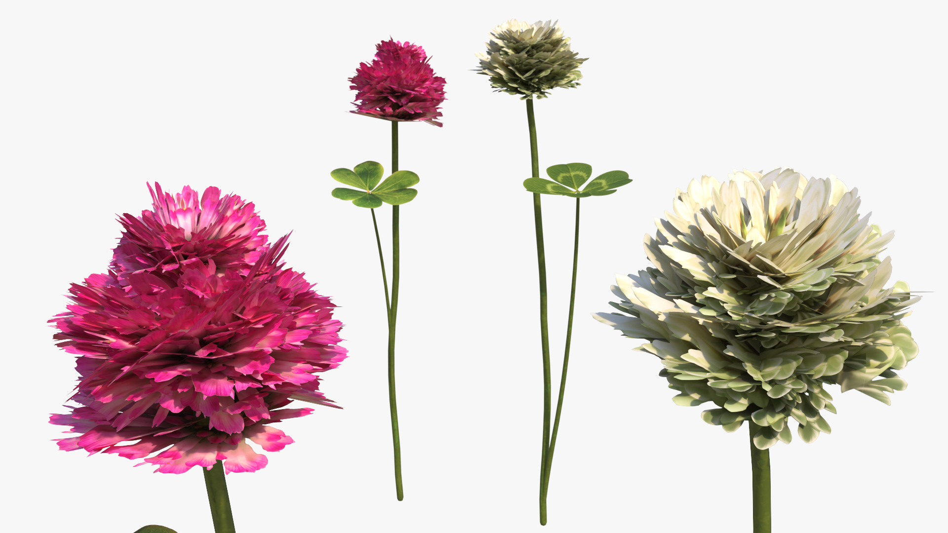 Low Poly Clover Flowers with Leaves Pink White