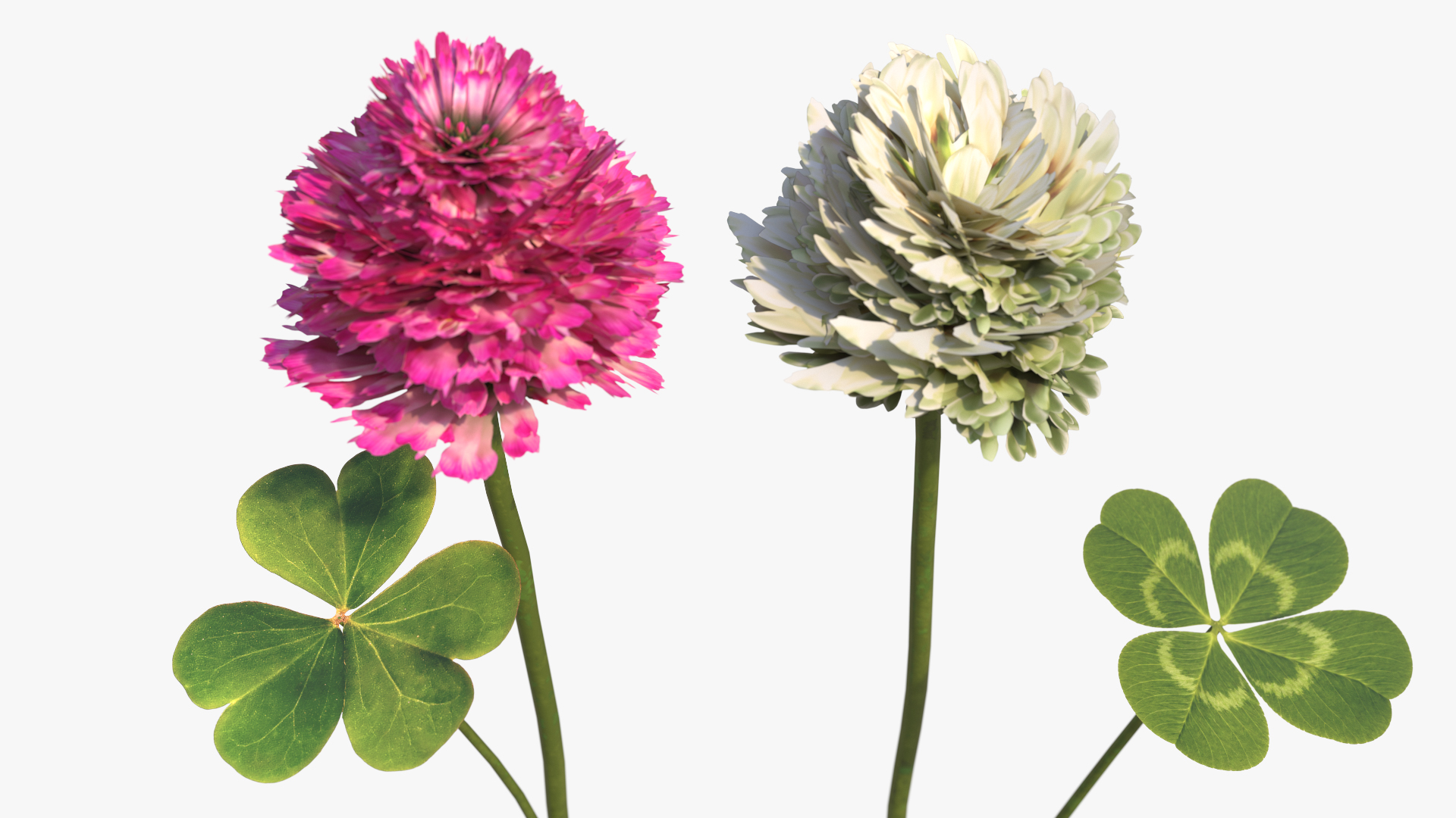 Low Poly Clover Flowers with Leaves Pink White, view 3