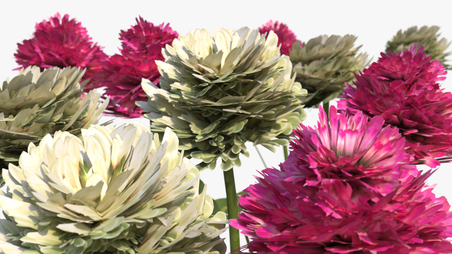 Low Poly Clover Flowers with Leaves Pink White, view 4
