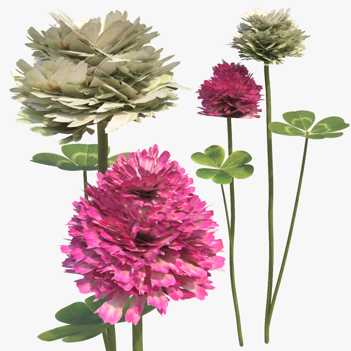 Low Poly Clover Flowers with Leaves Pink White 3D model preview
