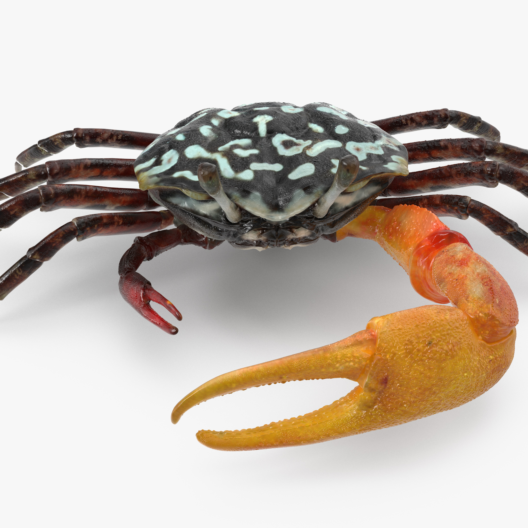 Crab 3D Model, view 8