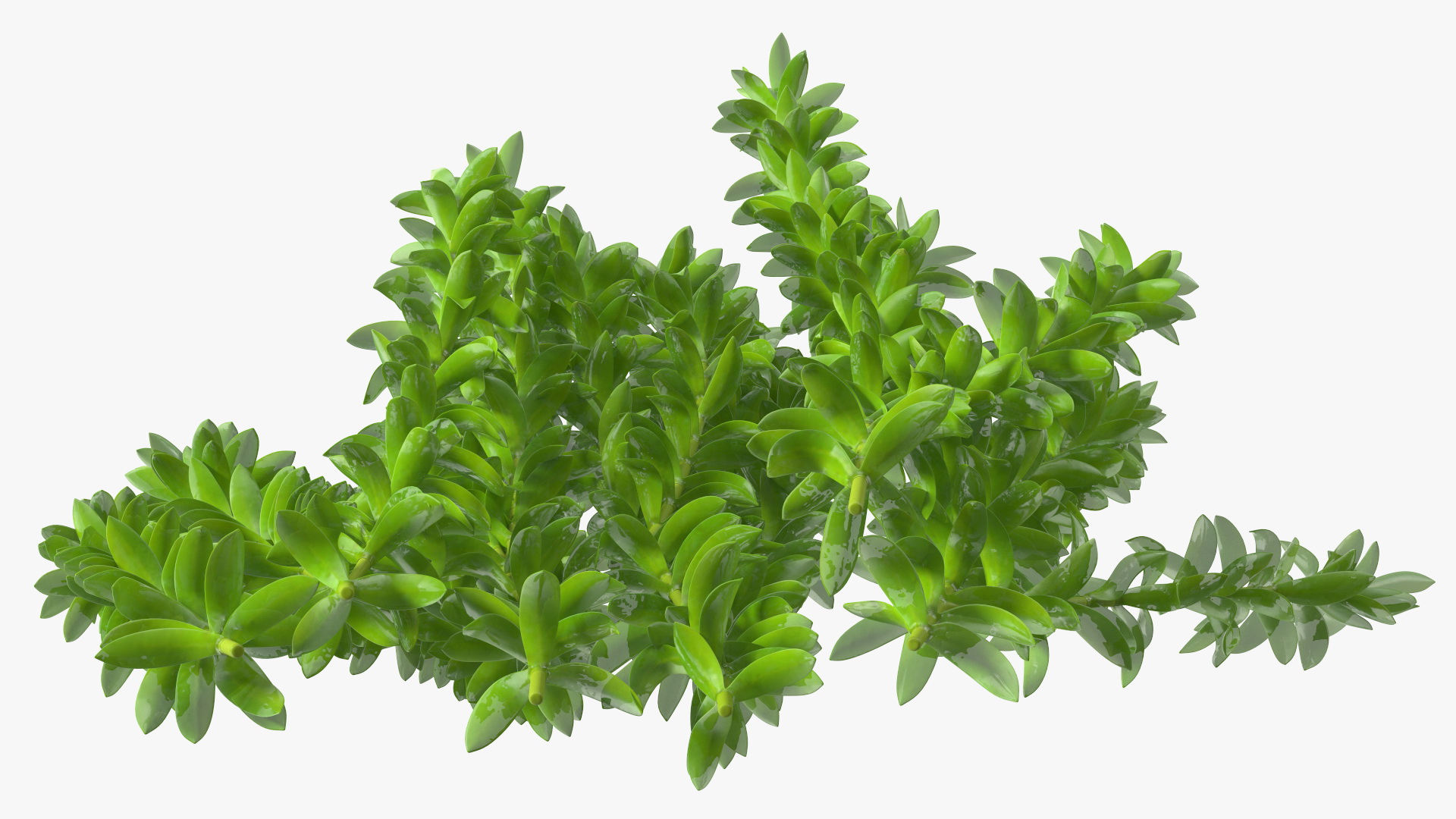 Aquarium Plant Elodea Young 3D