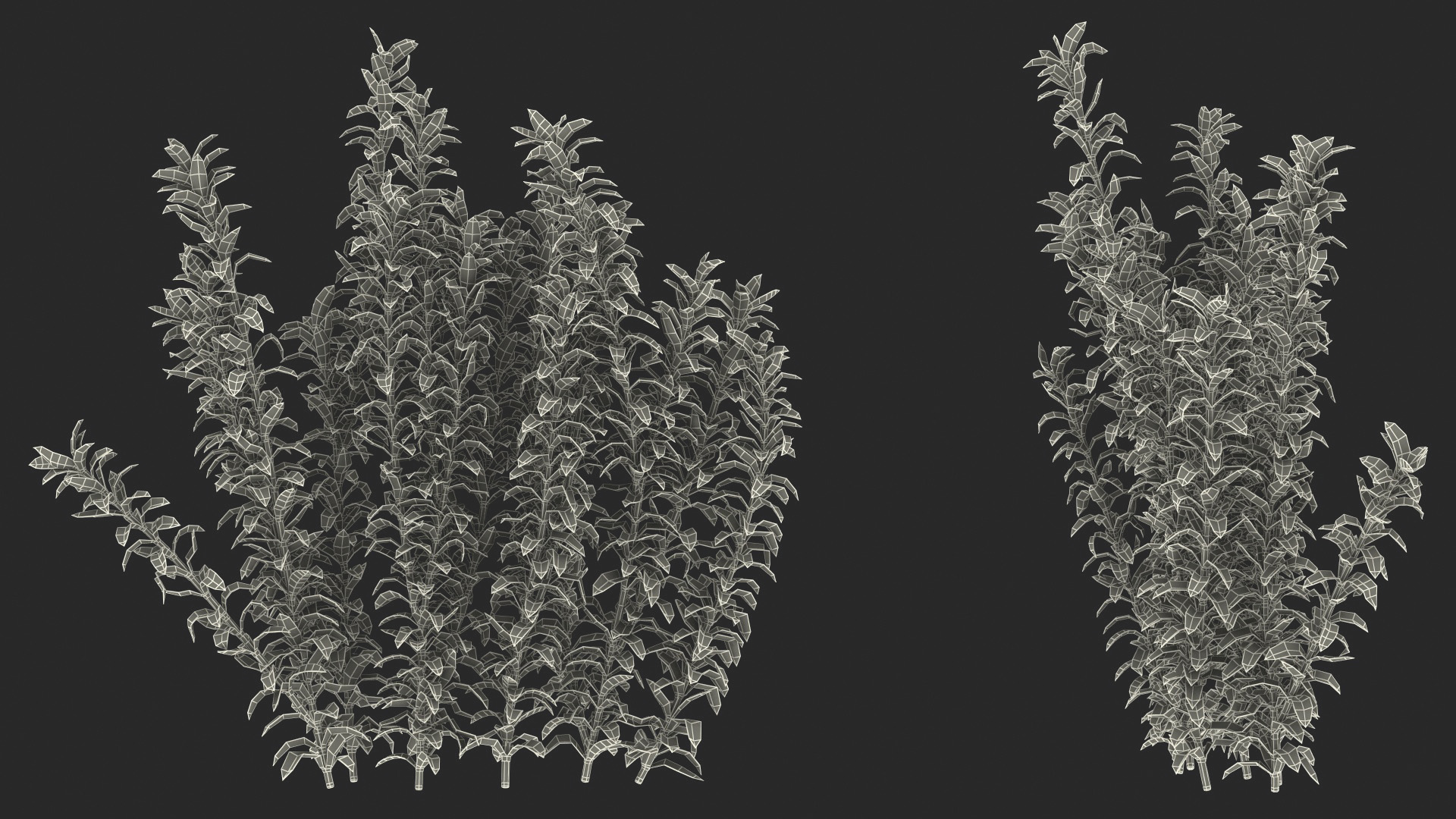 Aquarium Plant Elodea Young 3D