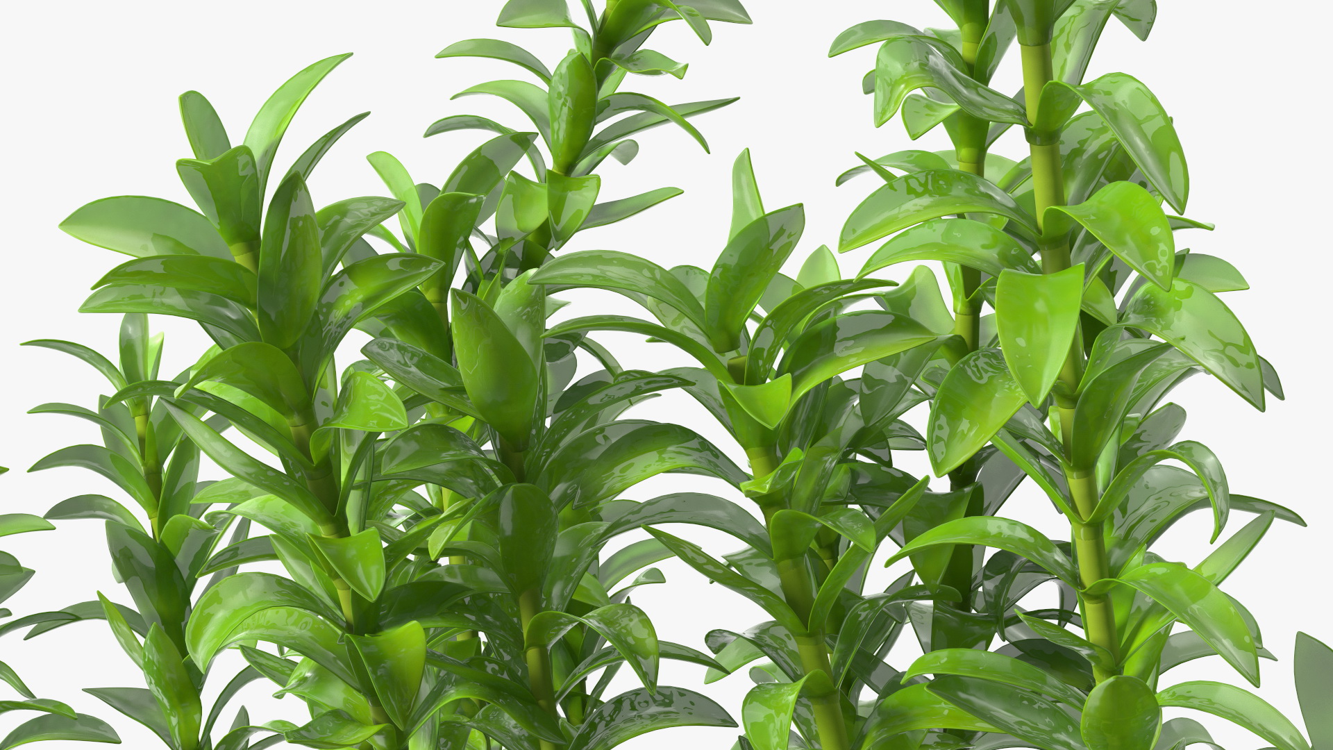 Aquarium Plant Elodea Young 3D