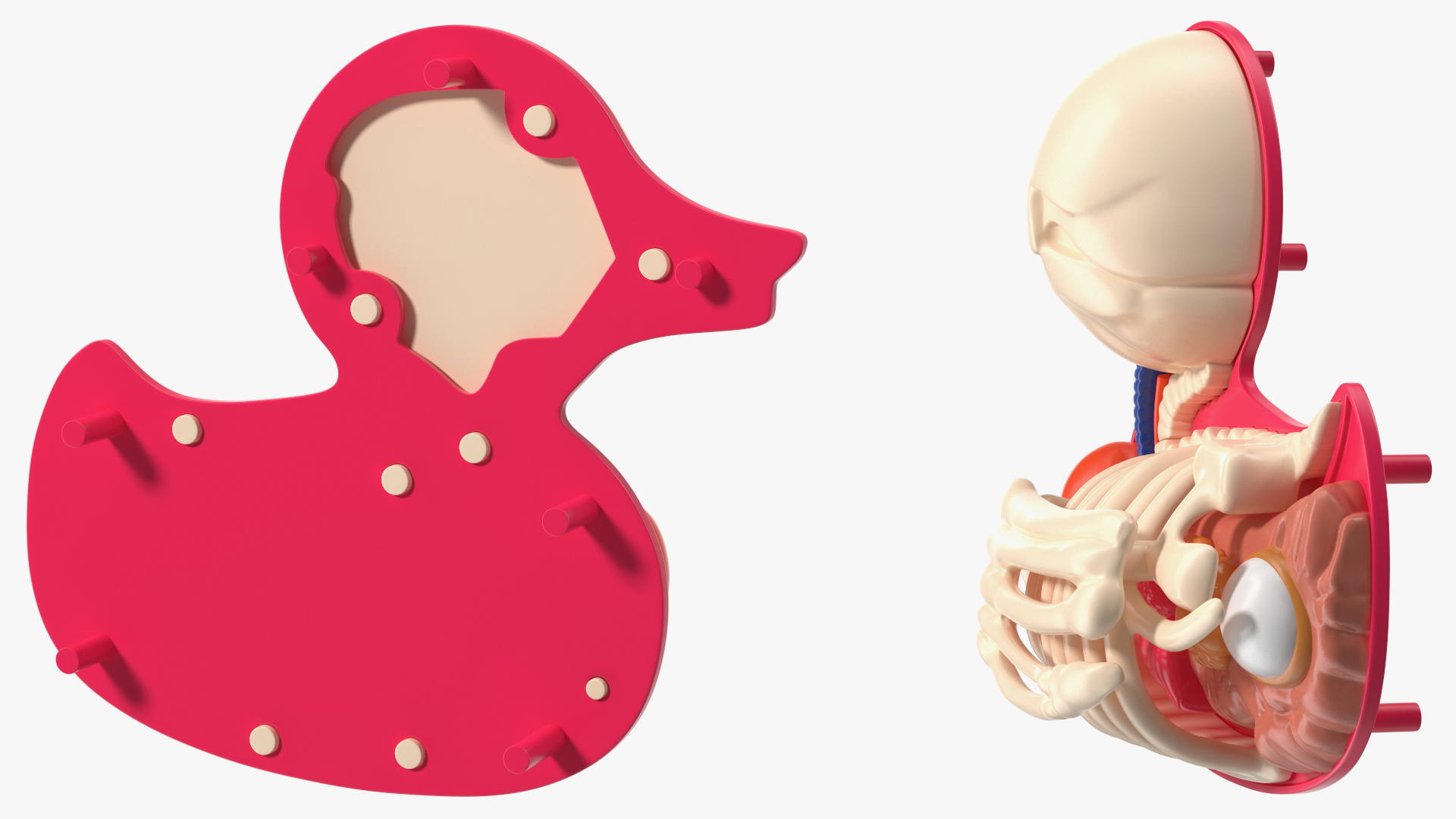 Bath Duck Anatomy Glass Half Shell 3D model