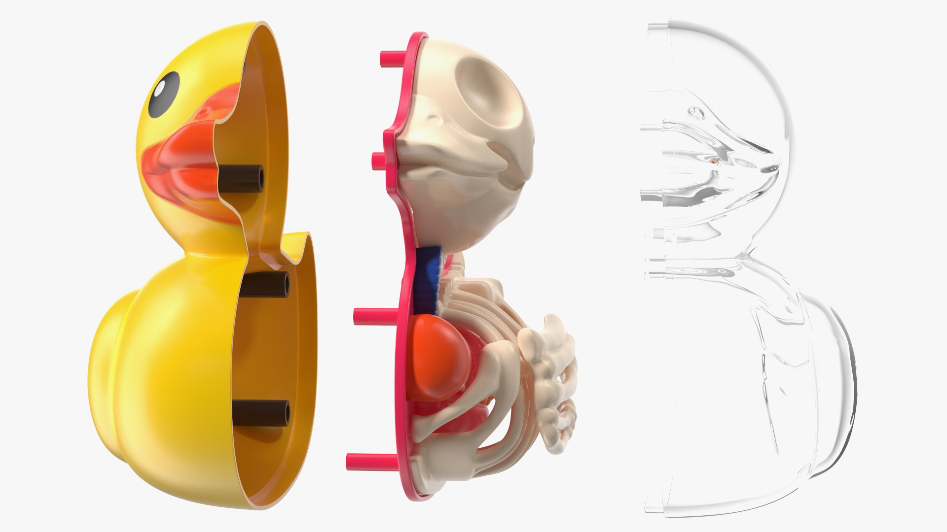 Bath Duck Anatomy Glass Half Shell 3D model