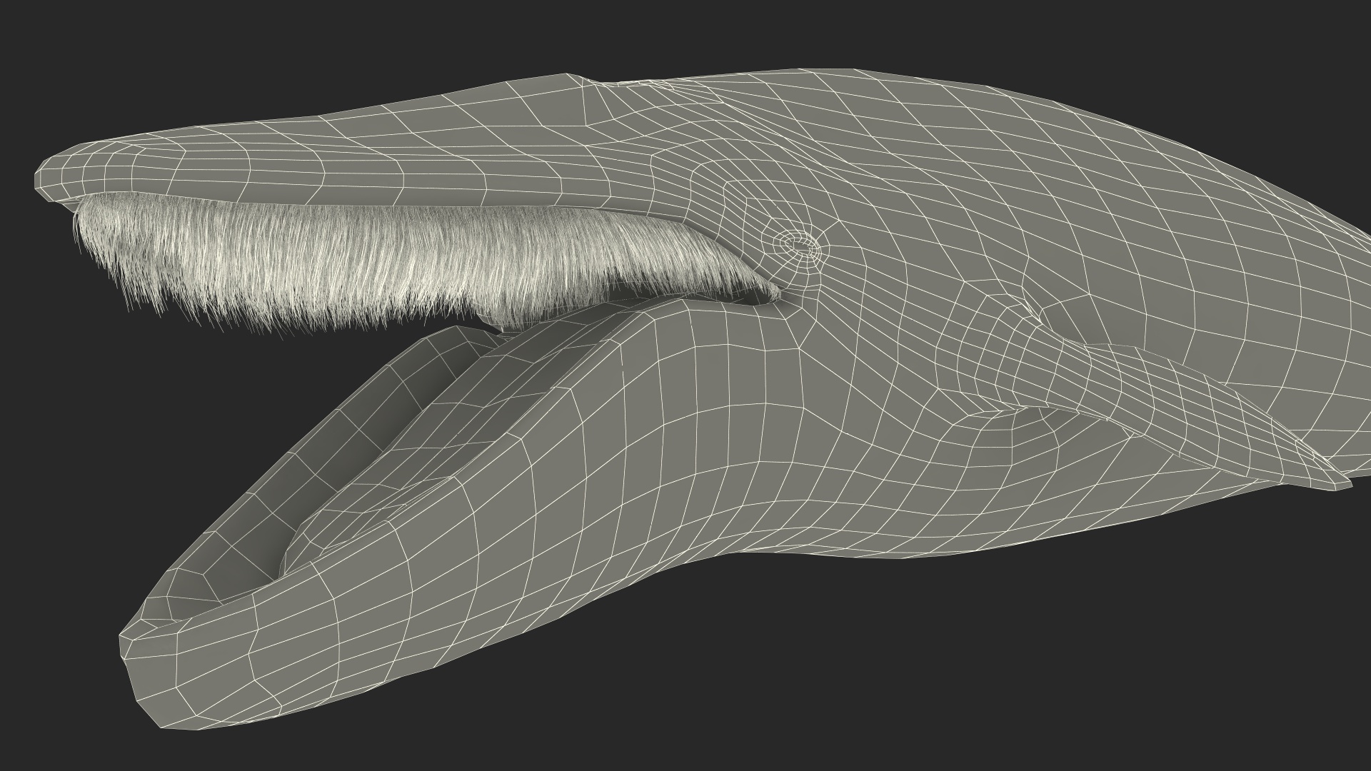 Blue Whale Fur 3D model