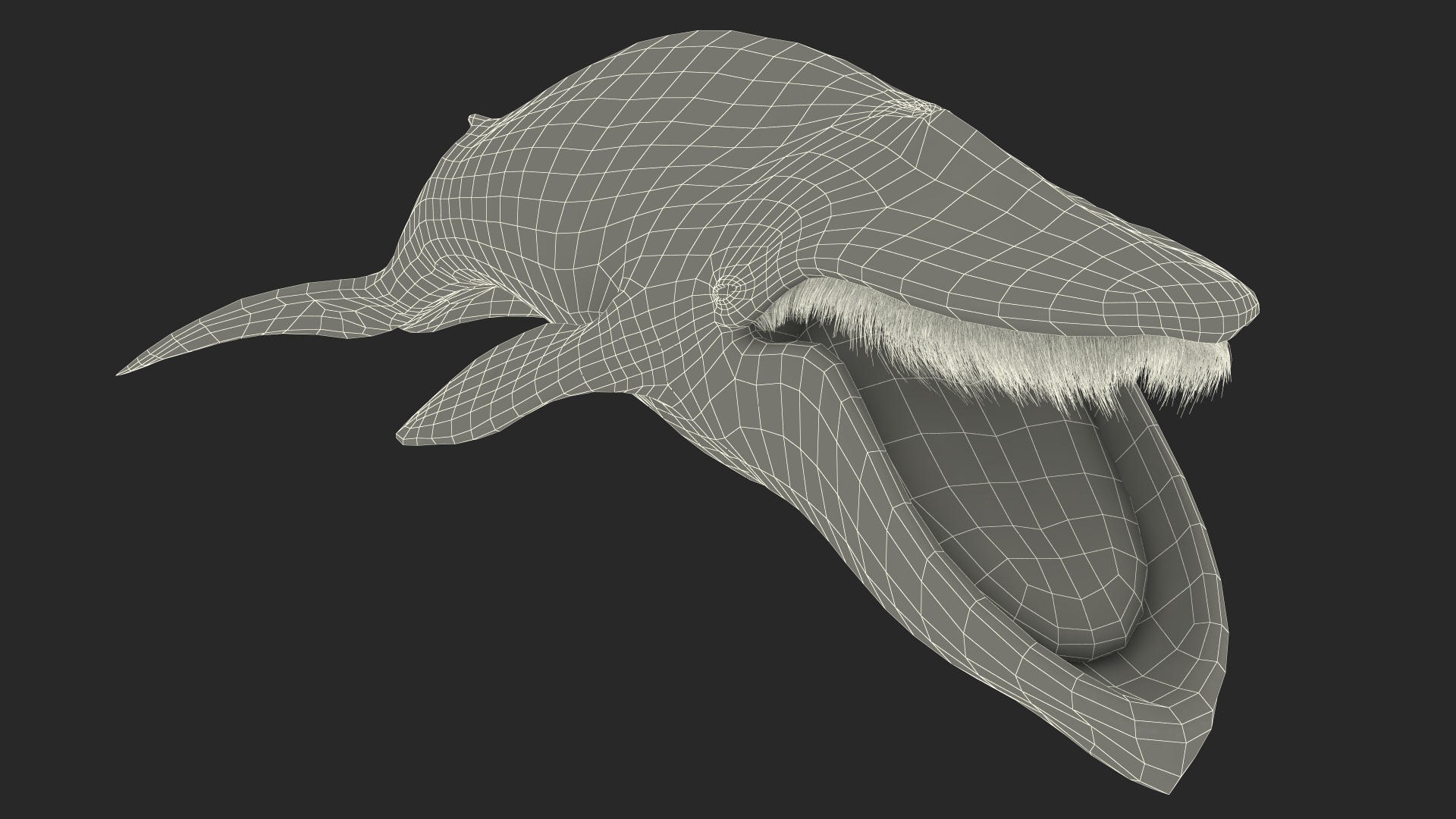 Blue Whale Fur 3D model