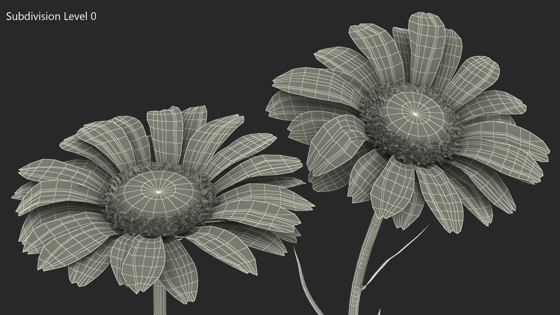 Leucanthemum Vulgare Flowers Set 3D