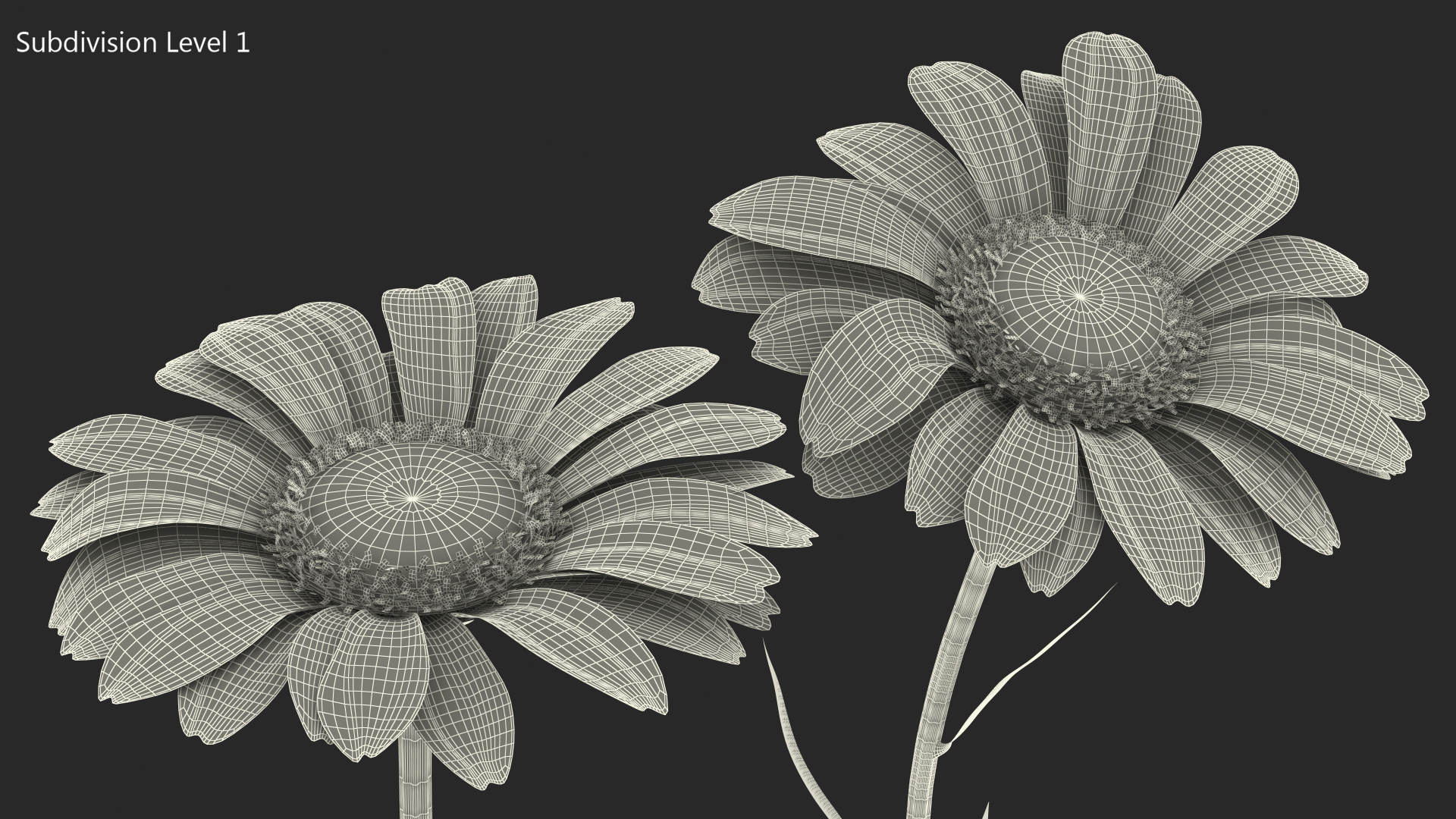 Leucanthemum Vulgare Flowers Set 3D