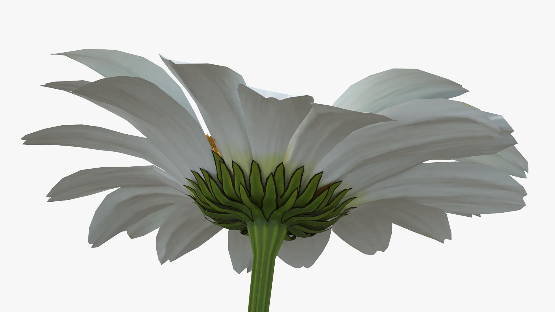 Leucanthemum Vulgare Flowers Set 3D
