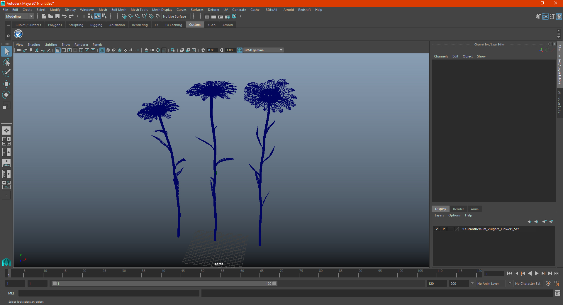 Leucanthemum Vulgare Flowers Set 3D