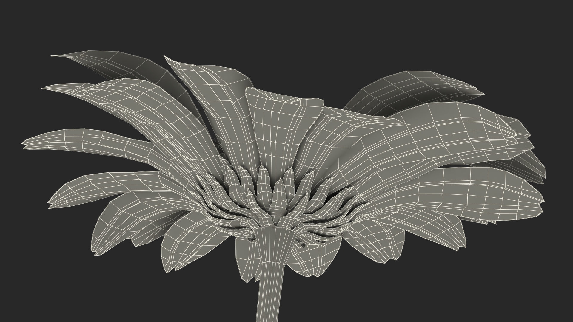 Leucanthemum Vulgare Flowers Set 3D