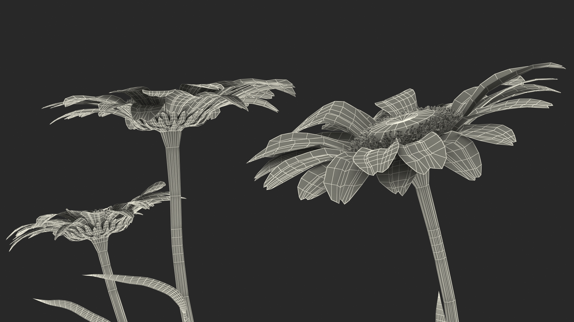 Leucanthemum Vulgare Flowers Set 3D