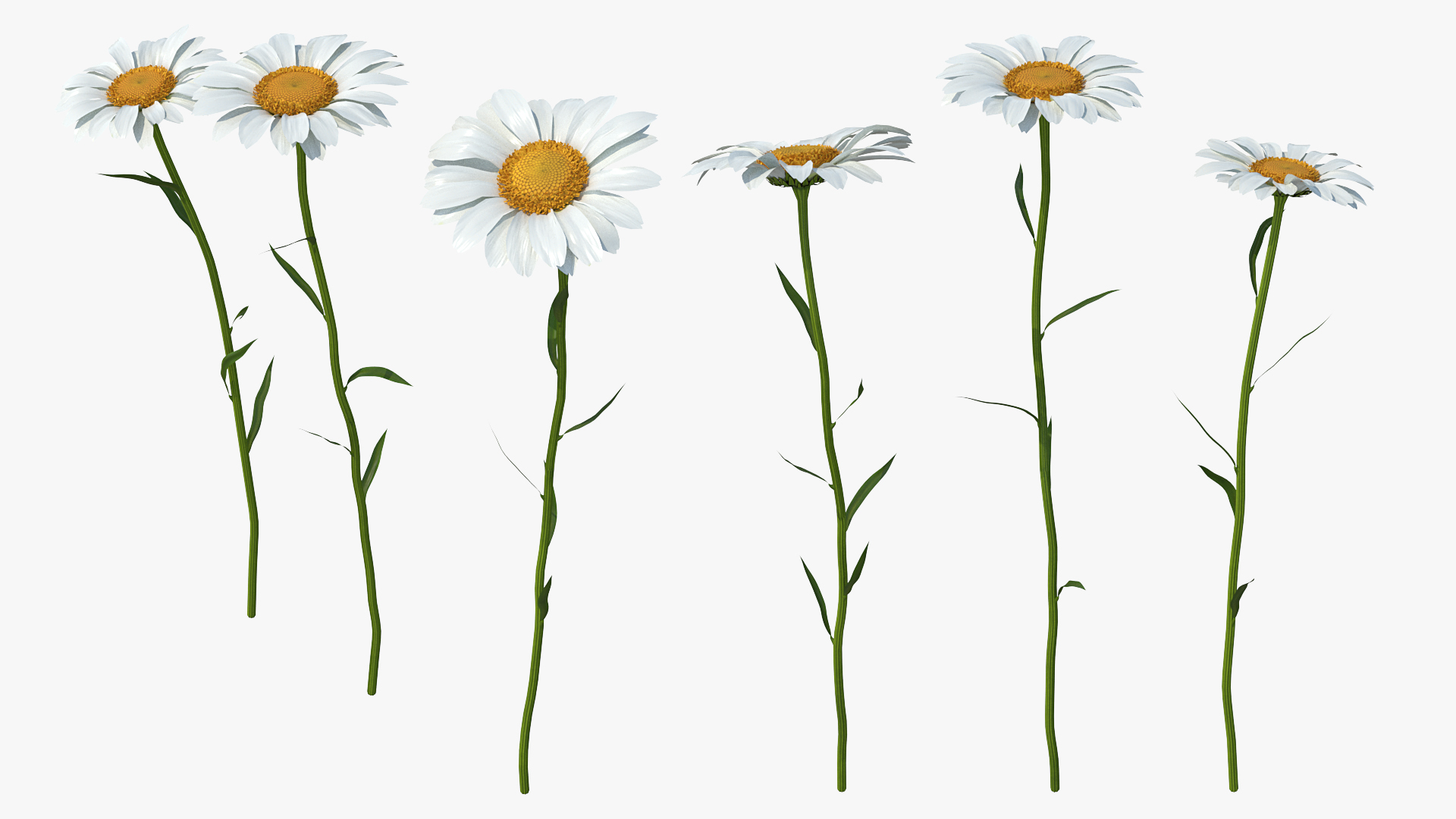 Leucanthemum Vulgare Flowers Set 3D
