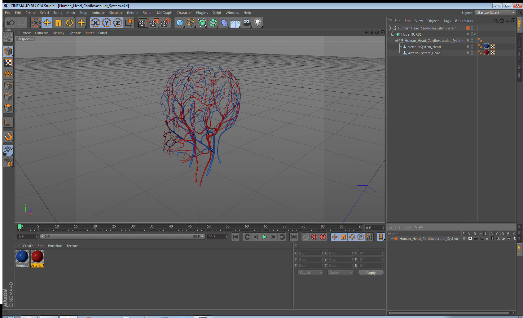 Human Head Cardiovascular System 3D