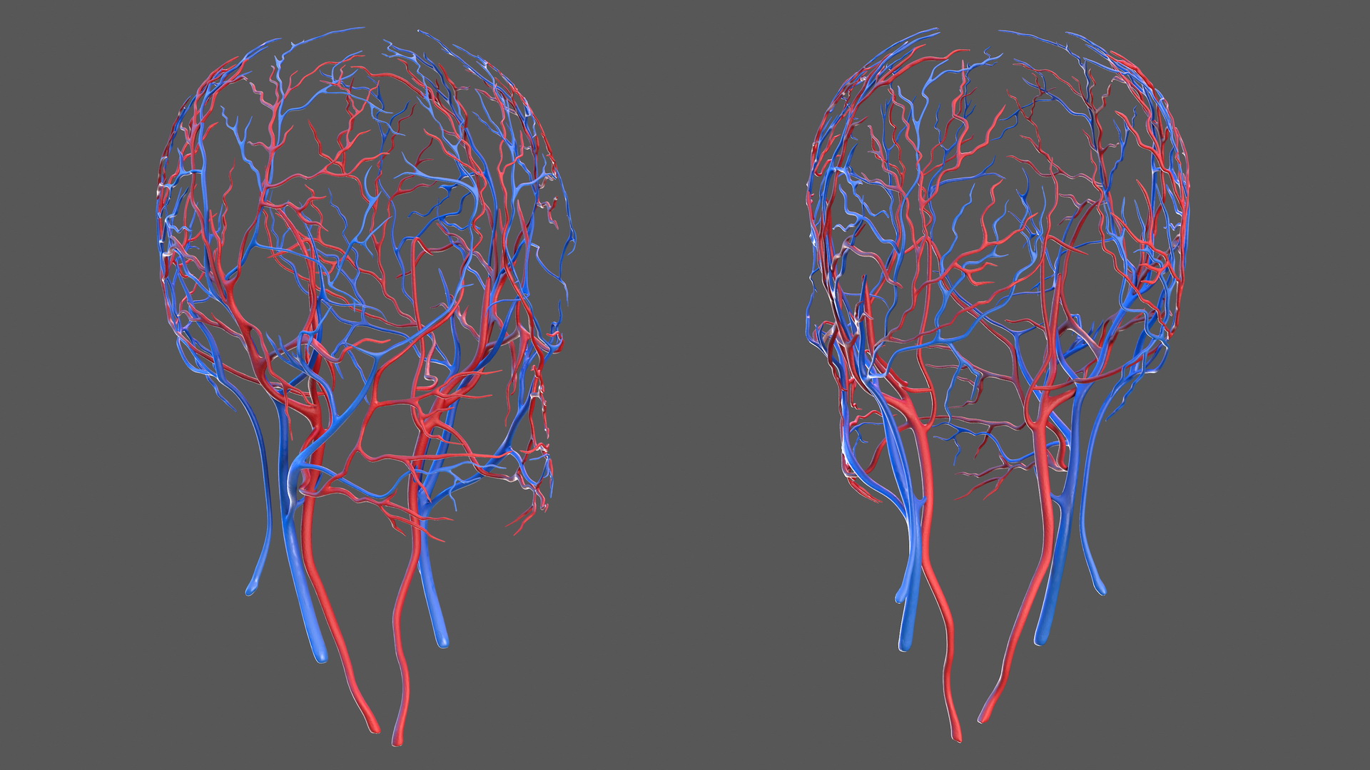 Human Head Cardiovascular System 3D