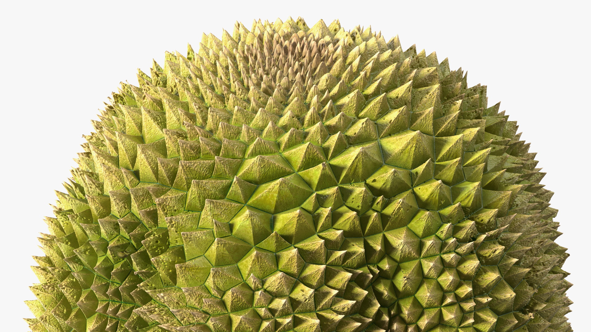 Ripe Durian Fruit 3D