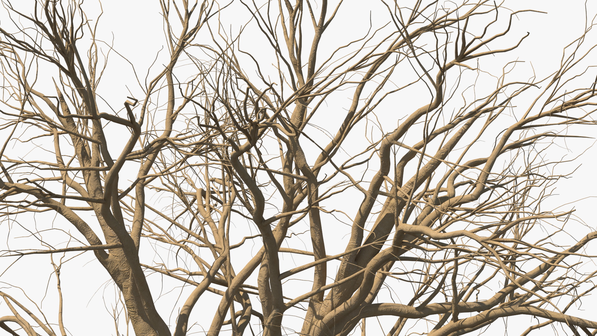 3D Naked Small Tree