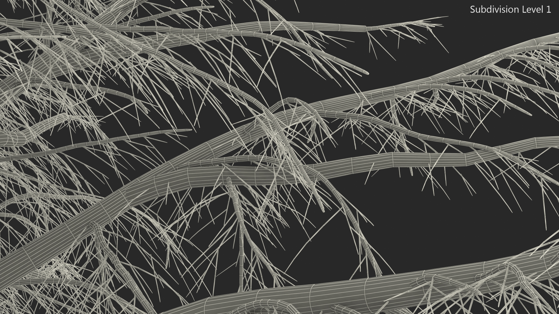 Cedrus Libani Trunk 3D model
