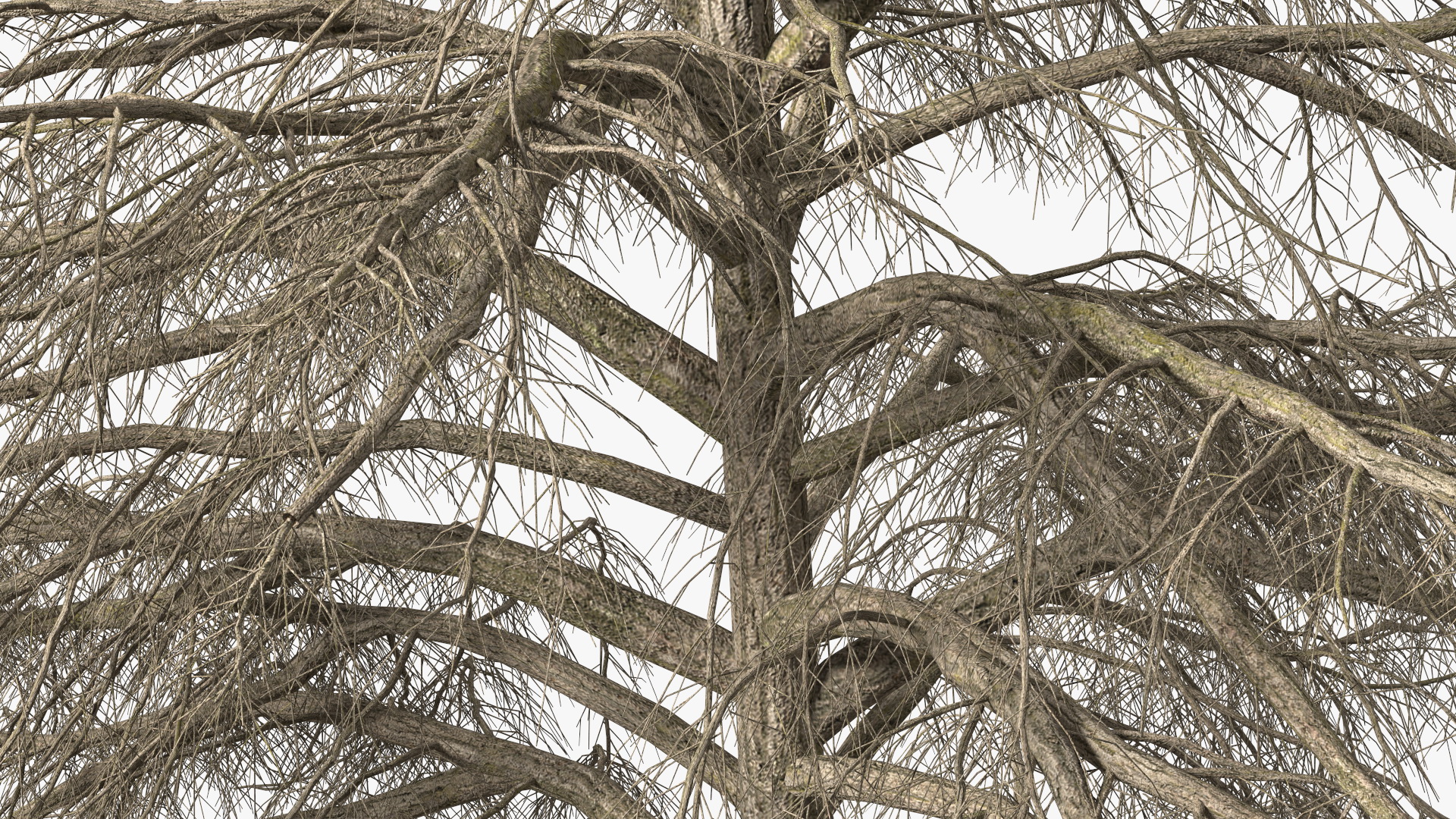 Cedrus Libani Trunk 3D model