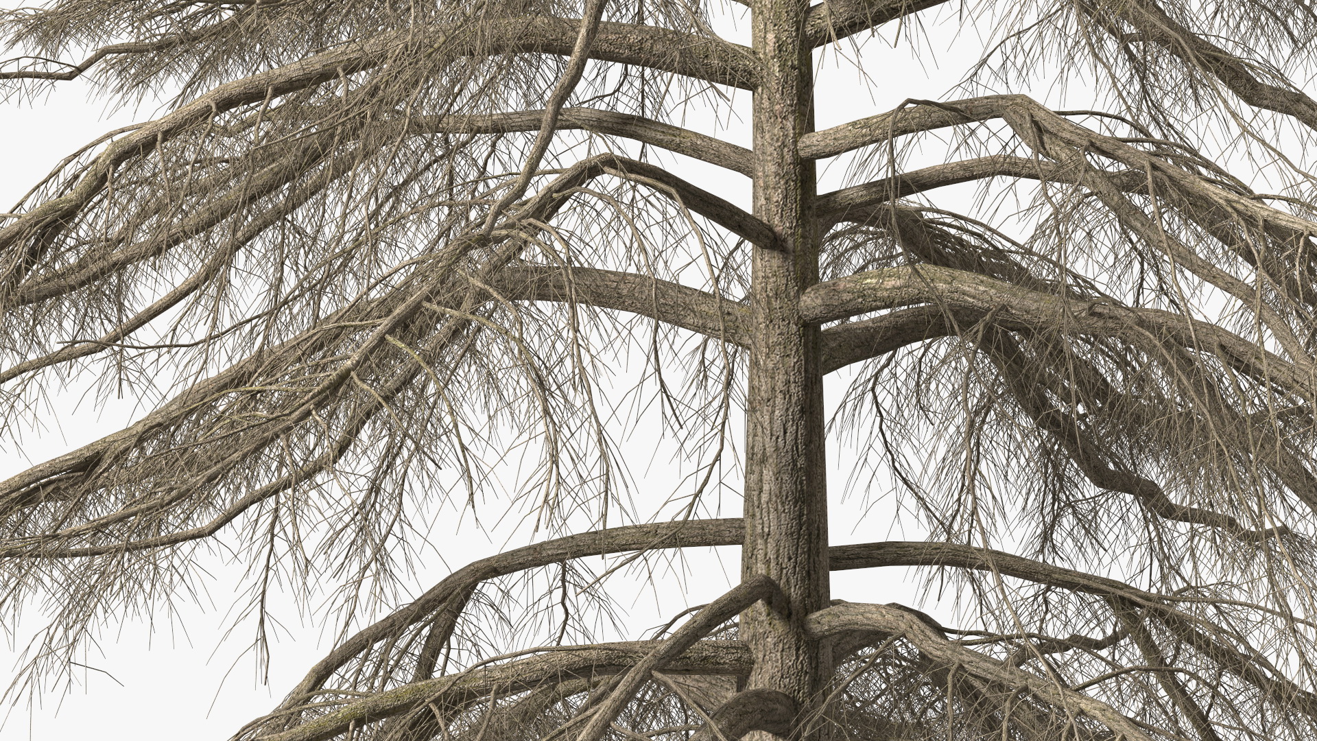 Cedrus Libani Trunk 3D model