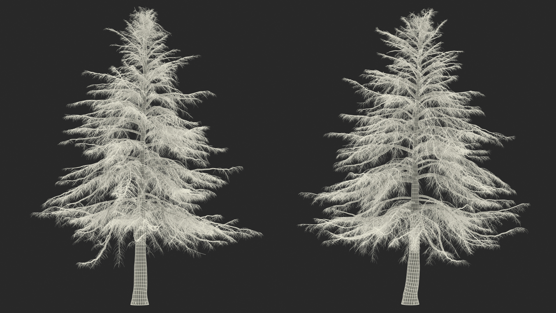 Cedrus Libani Trunk 3D model