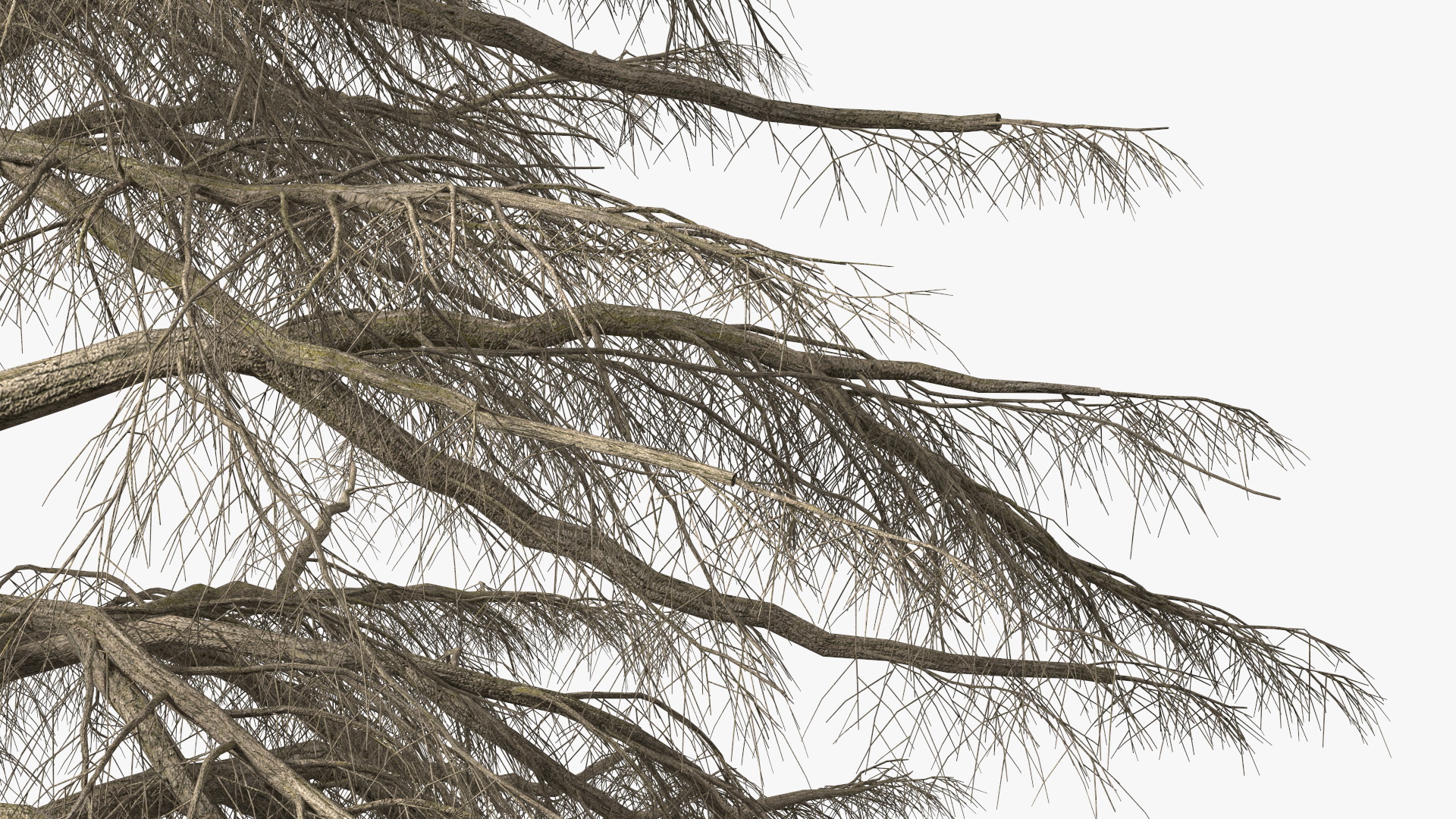 Cedrus Libani Trunk 3D model