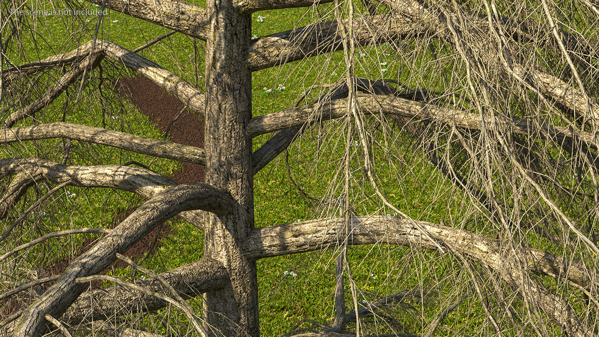Cedrus Libani Trunk 3D model