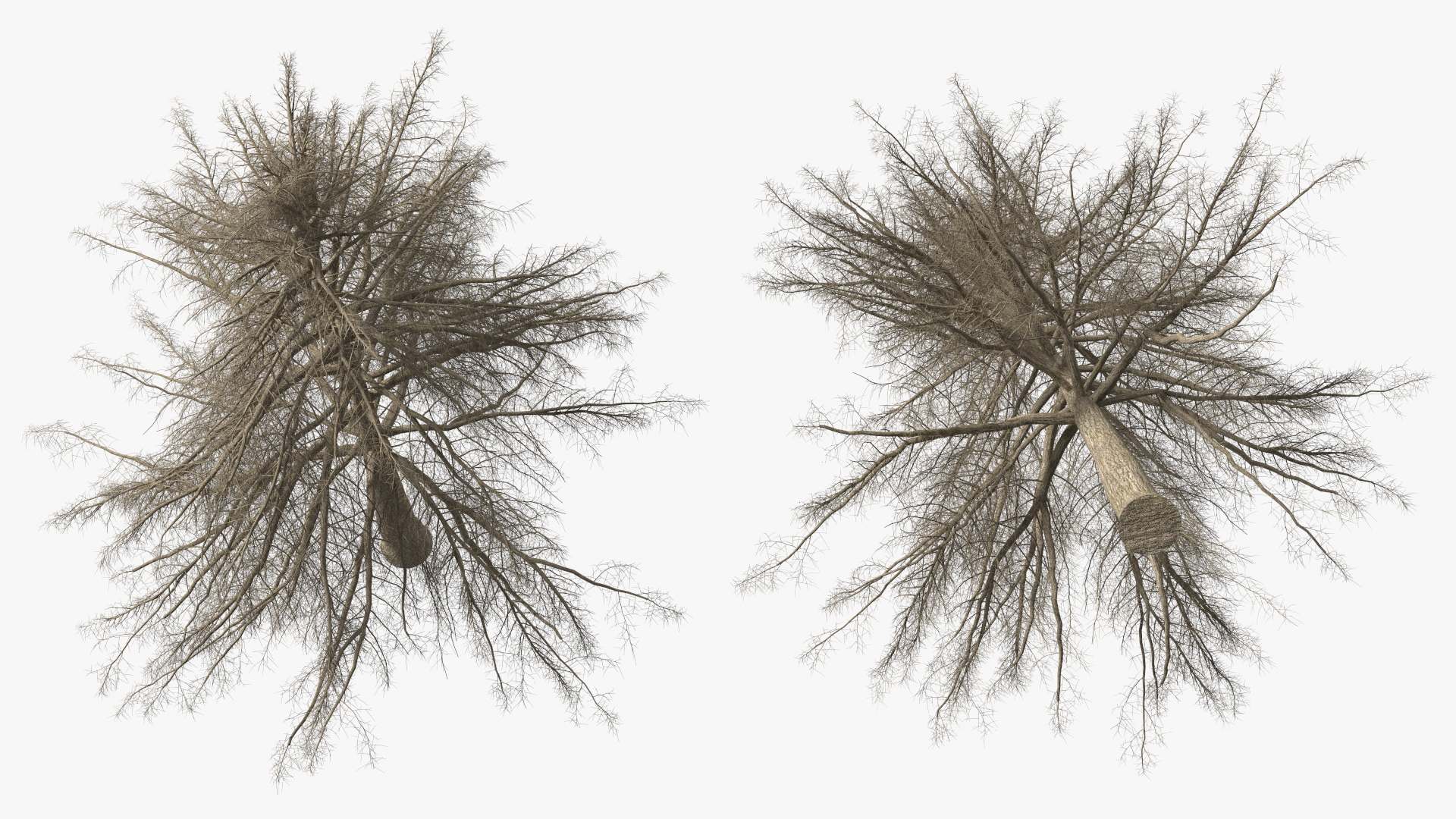 Cedrus Libani Trunk 3D model