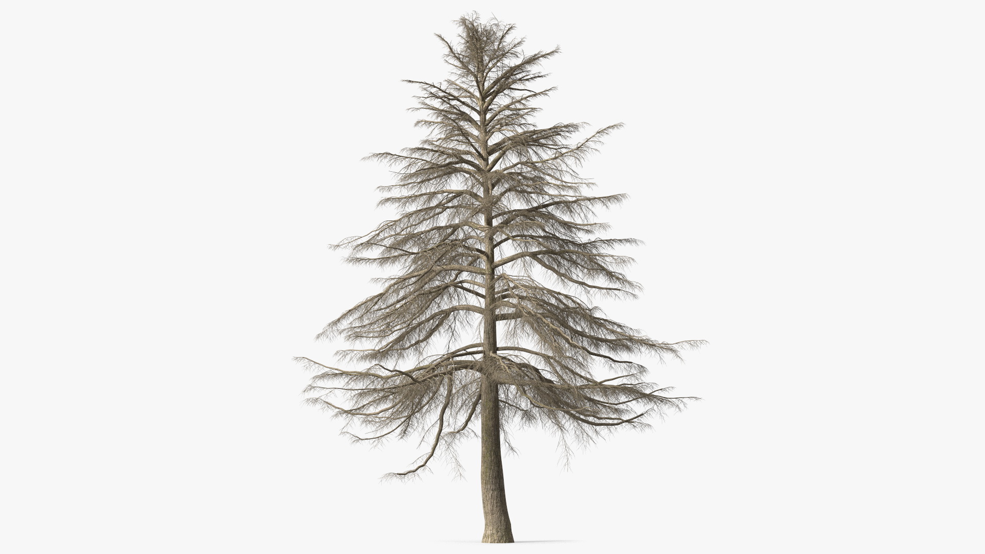 Cedrus Libani Trunk 3D model