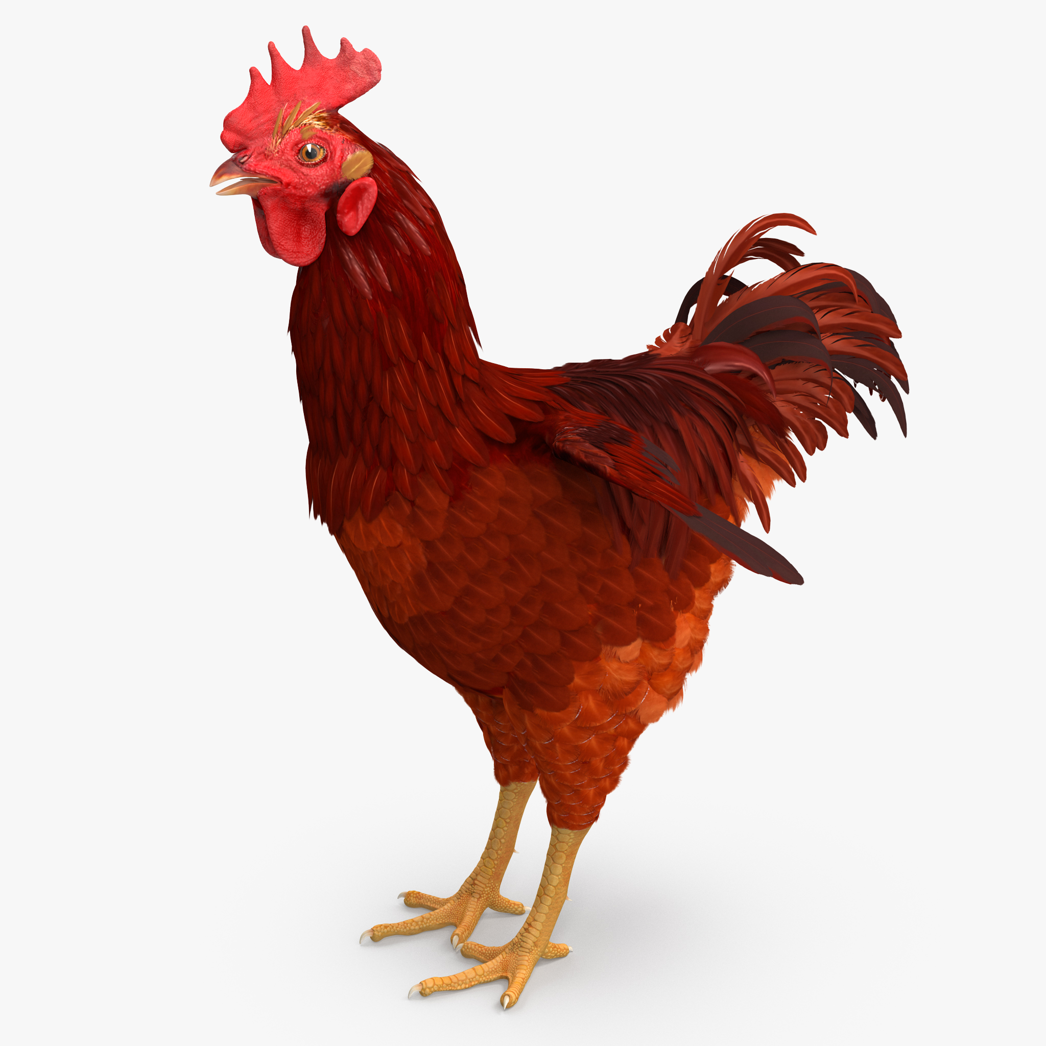 Brown Hen, view 8