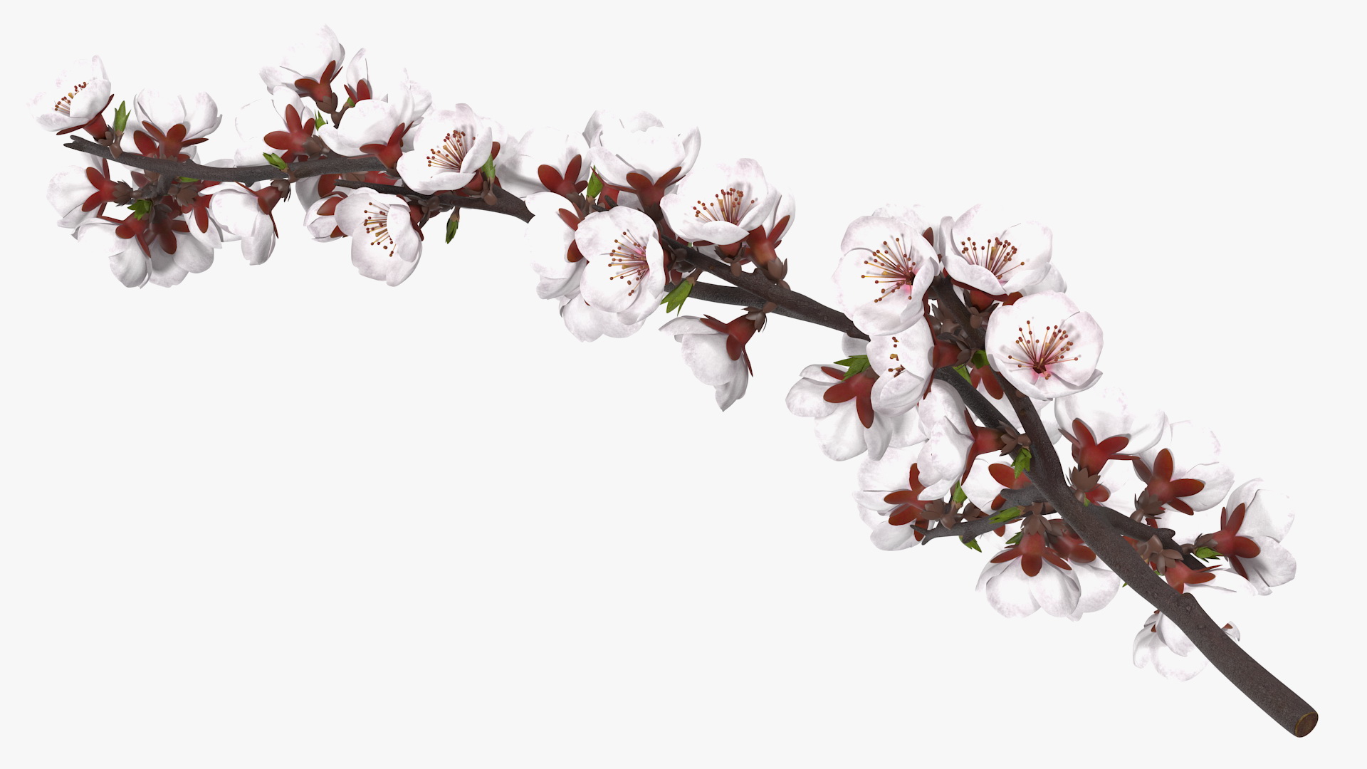Cherry Branch with White Flowers 3D
