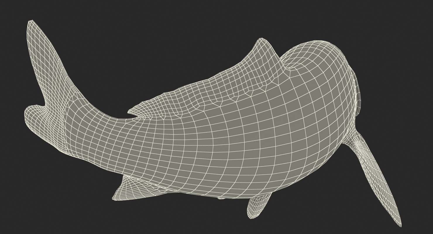 3D model Harivake Koi Fish Swiming Pose