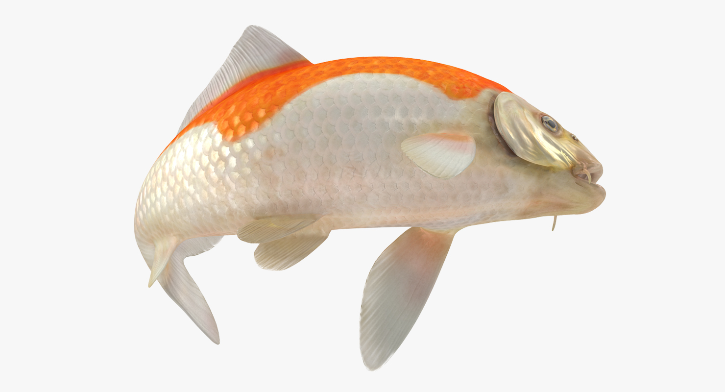 3D model Harivake Koi Fish Swiming Pose