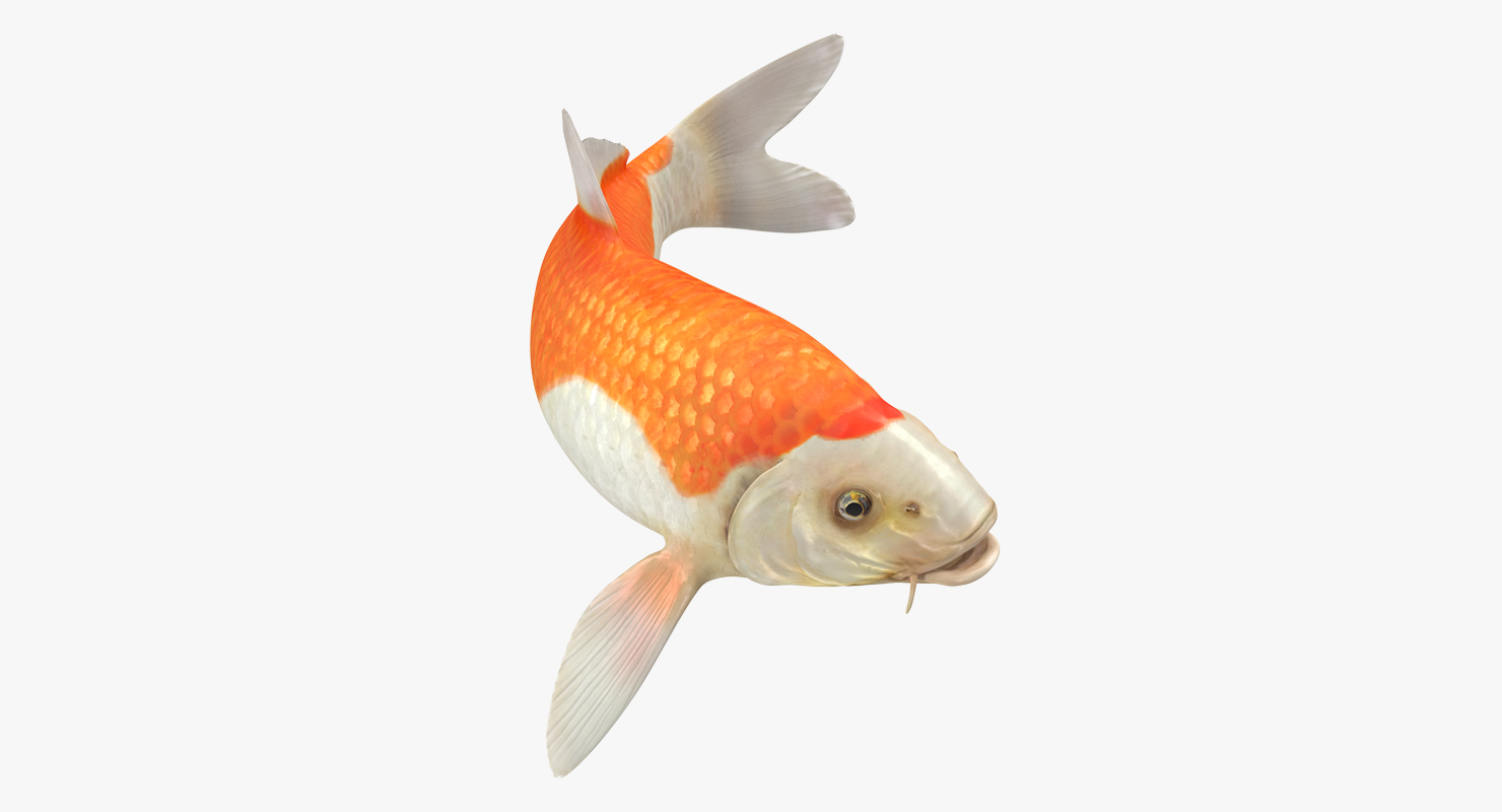 3D model Harivake Koi Fish Swiming Pose