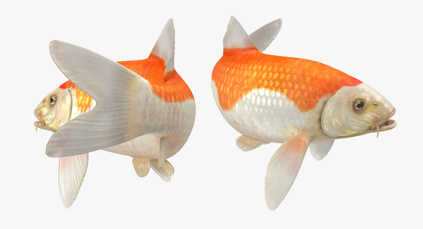 3D model Harivake Koi Fish Swiming Pose