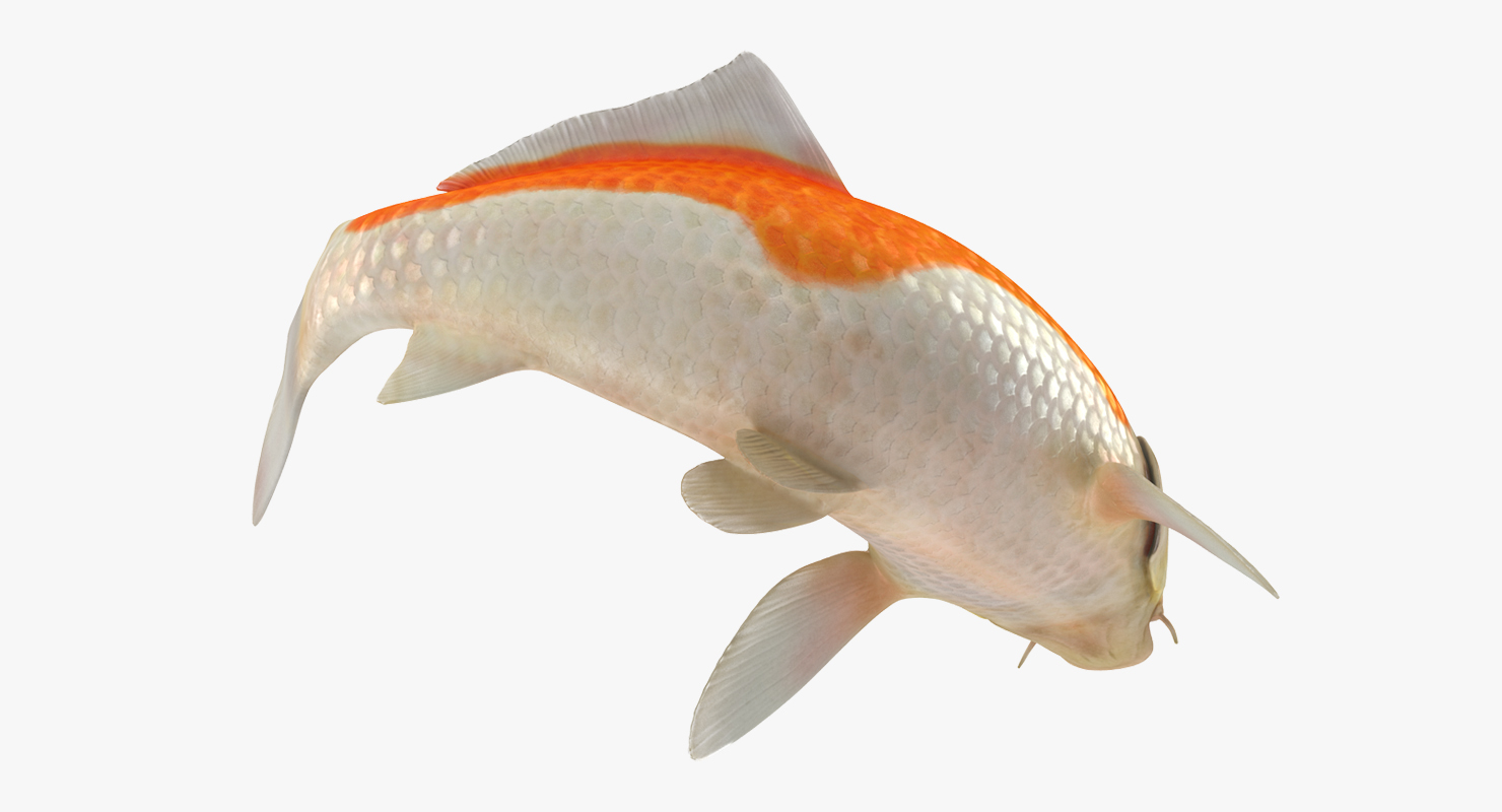 3D model Harivake Koi Fish Swiming Pose