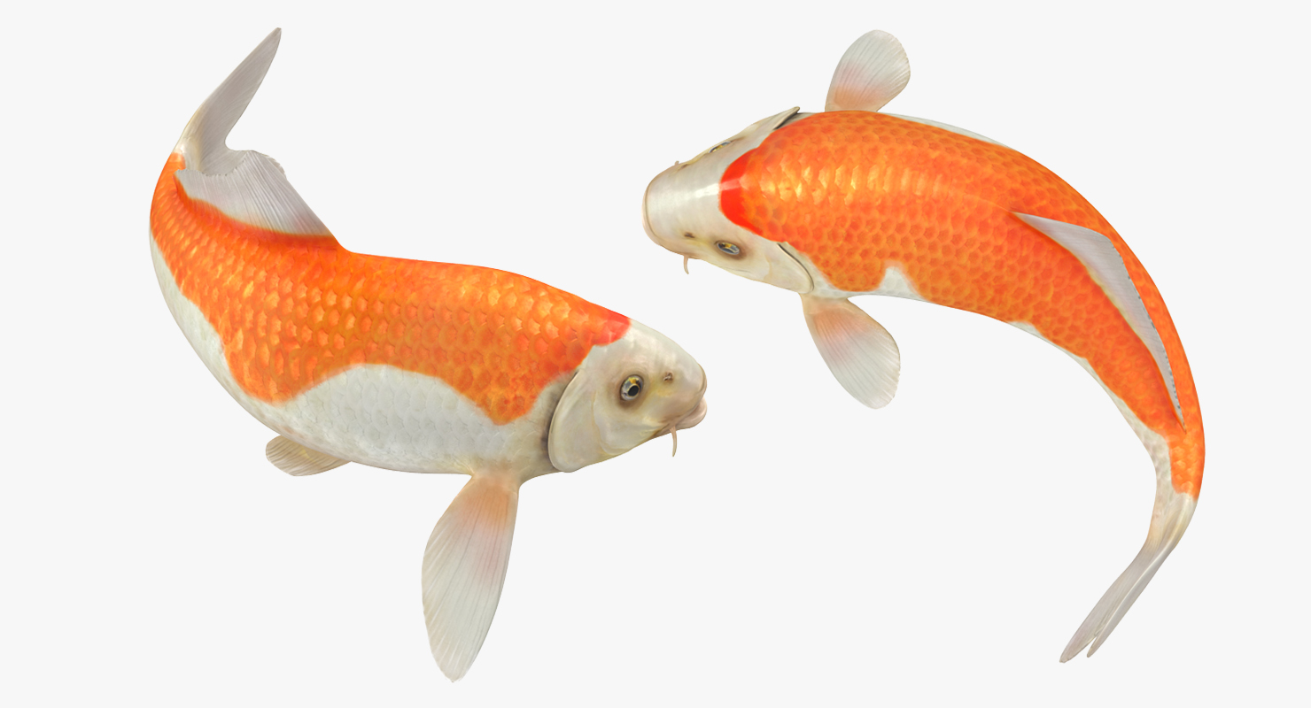 3D model Harivake Koi Fish Swiming Pose