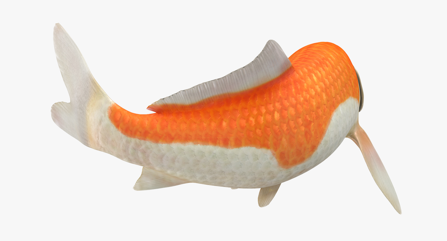 3D model Harivake Koi Fish Swiming Pose