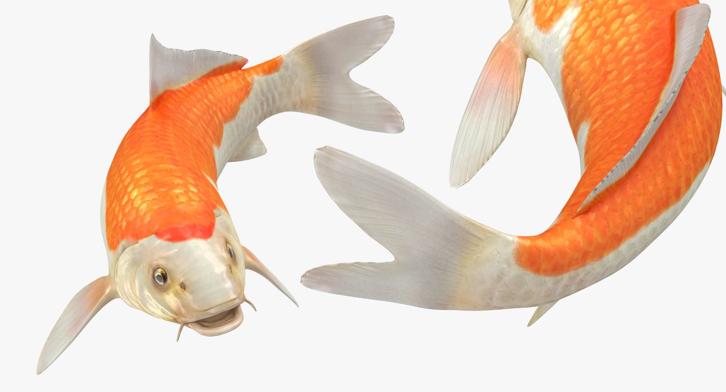 3D model Harivake Koi Fish Swiming Pose