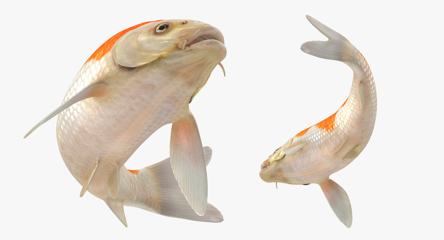 3D model Harivake Koi Fish Swiming Pose