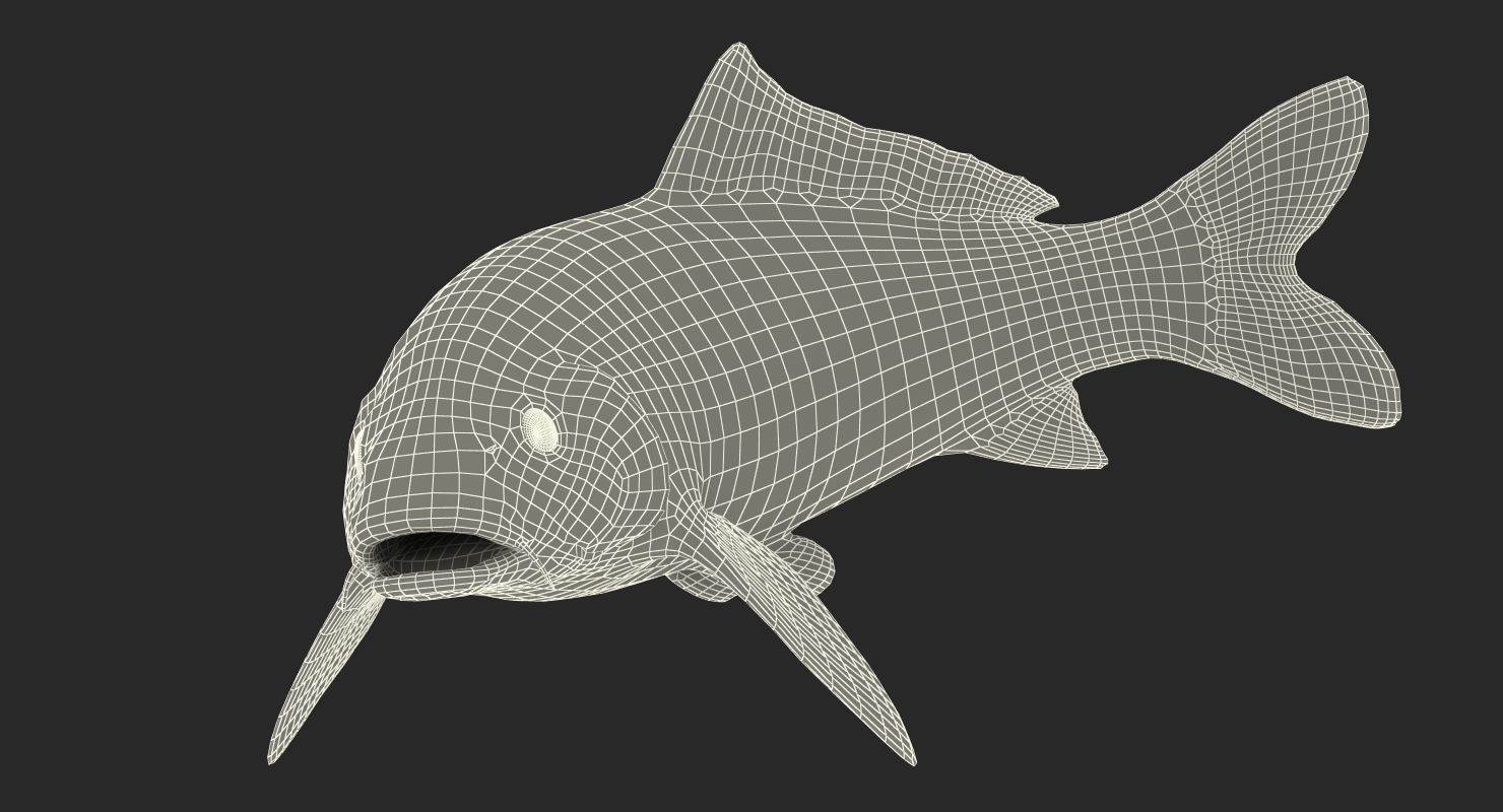 3D model Harivake Koi Fish Swiming Pose
