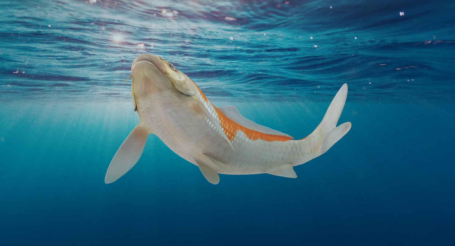 3D model Harivake Koi Fish Swiming Pose