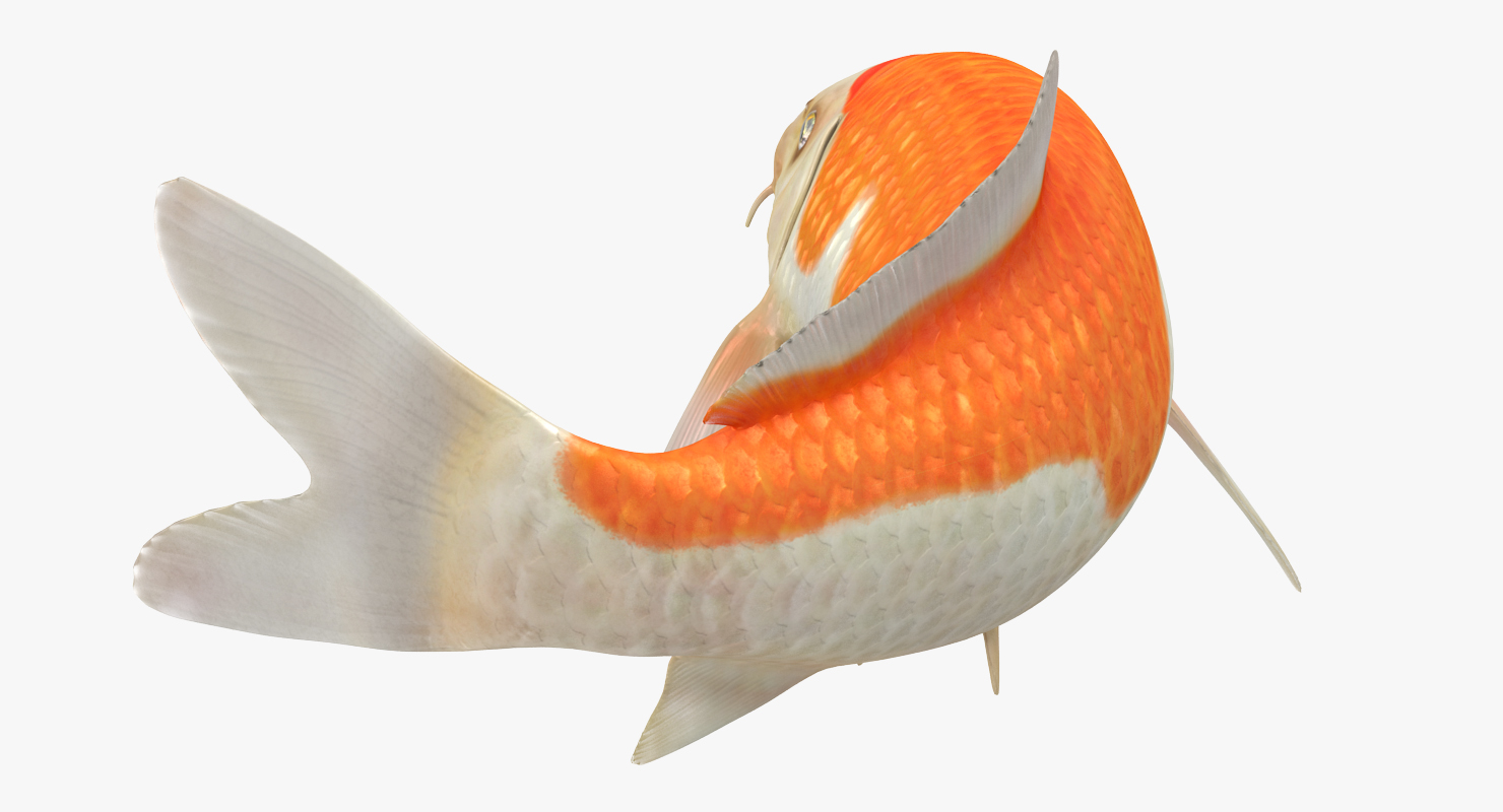 3D model Harivake Koi Fish Swiming Pose