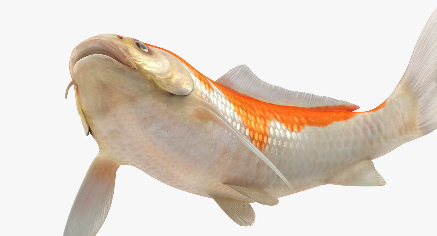 3D model Harivake Koi Fish Swiming Pose