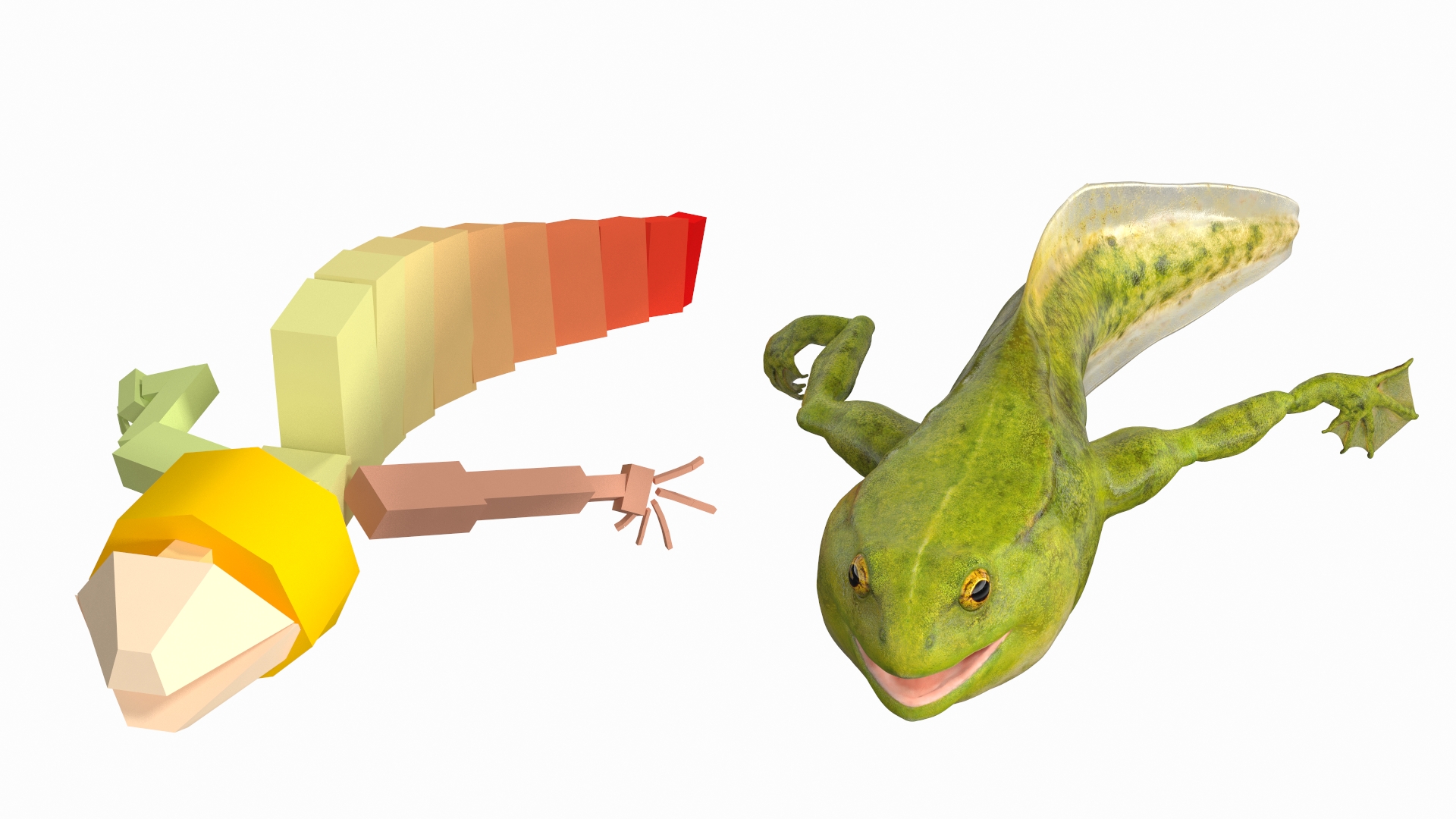 3D model Tadpole Late Stage Rigged