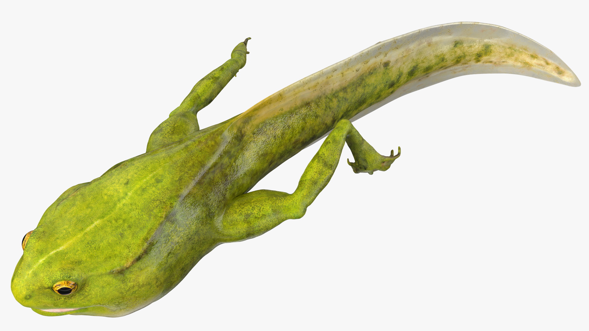 3D model Tadpole Late Stage Rigged