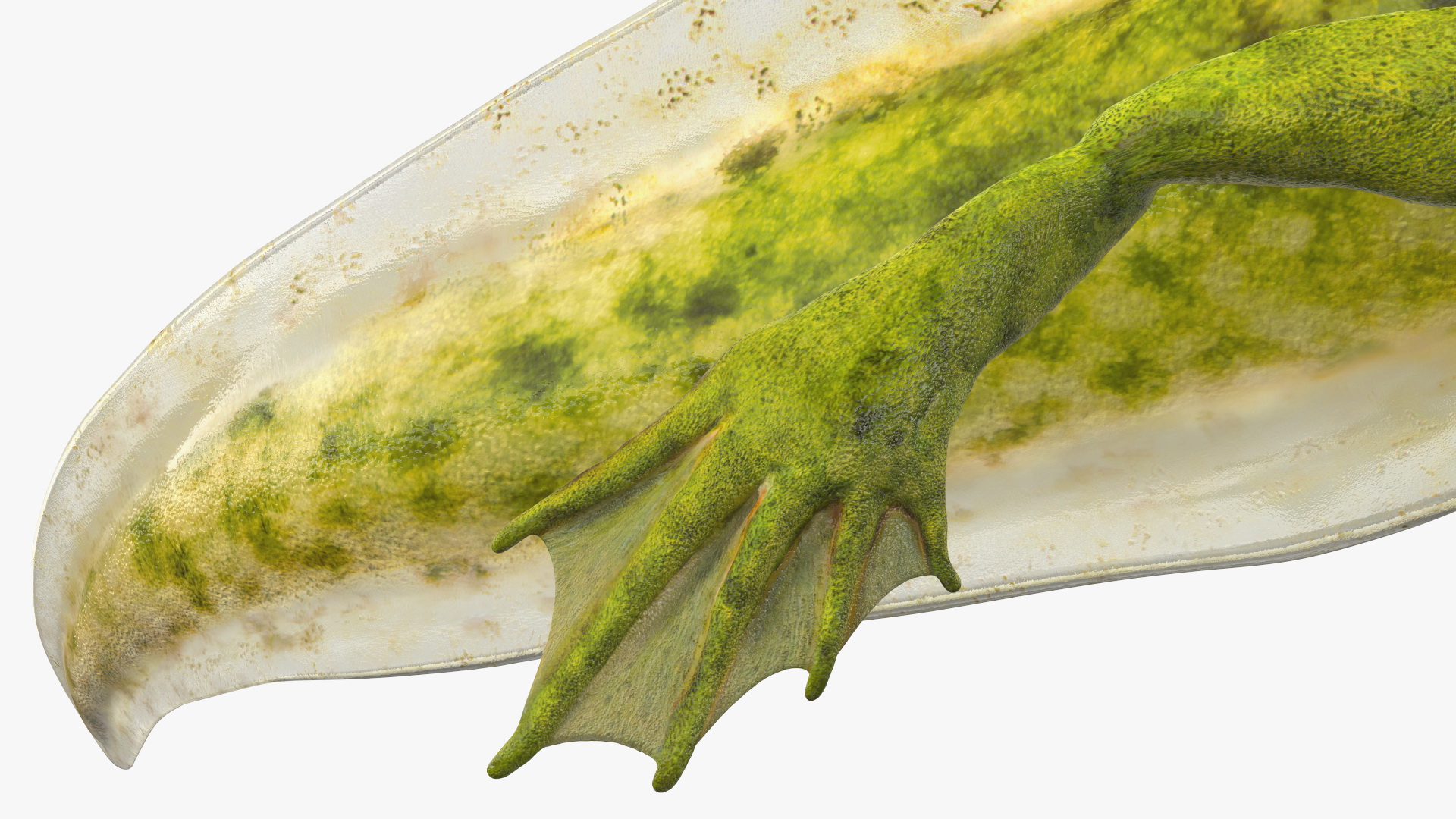 3D model Tadpole Late Stage Rigged